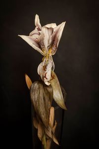 Close-up of wilted flower against black background