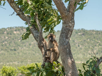 View of monkey on tree trunk