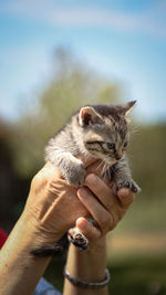 Close-up of woman holding cat