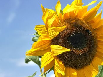 Close-up of sunflower