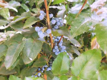 Close-up of leaves