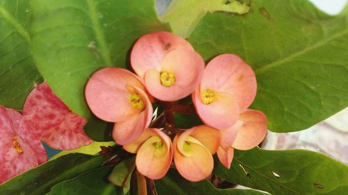 Close-up of flowers