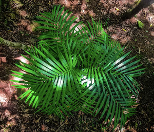 High angle view of succulent plant on field