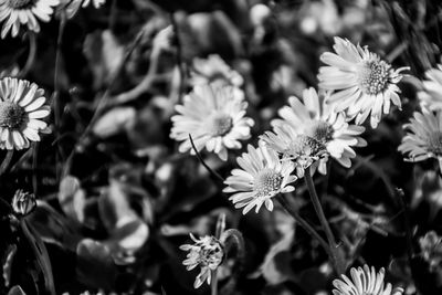 Close-up of flowers growing in garden