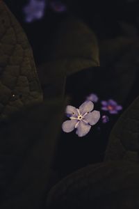 Close-up of white flowers