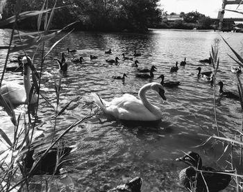 Swan swimming in lake