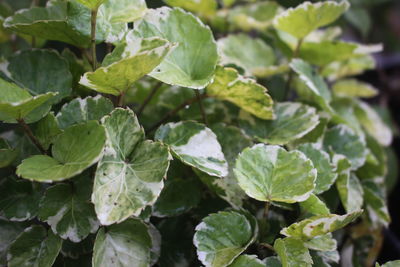 Full frame shot of green leaves