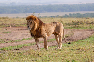 Lioness running on field