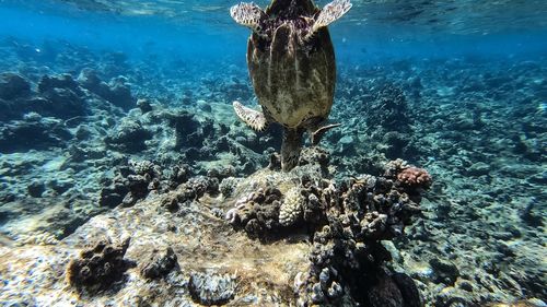 Fish swimming in sea