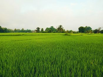 Scenic view of agricultural field against sky