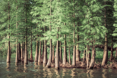 Trees growing in lake at forest