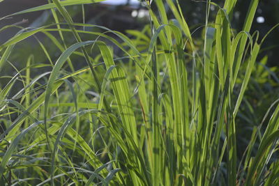 Close-up of fresh green grass in field