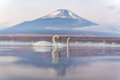 Swans swimming in lake against mountain during foggy weather