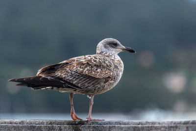 Close-up of seagull perching on retaining wall