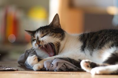 Close-up of cat resting