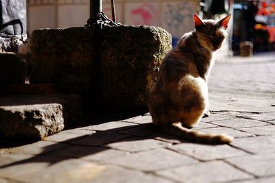 Close-up of cat sitting outdoors