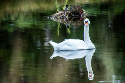 White swan swimming in lake