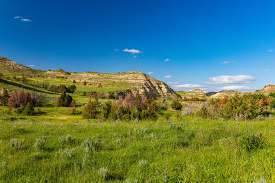 Scenic view of field against blue sky