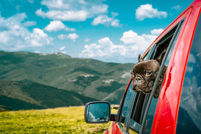 French bulldog in red car on mountain