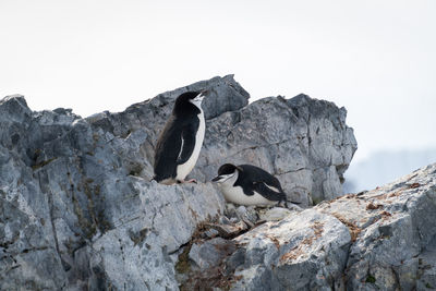 Chinstrap penguins stand and lie on ridge