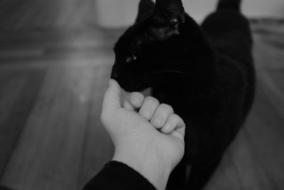 Close-up of hand with cat