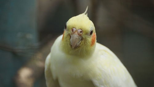 Close-up of a bird