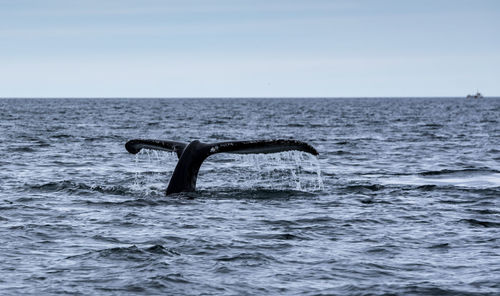 View of horse in sea