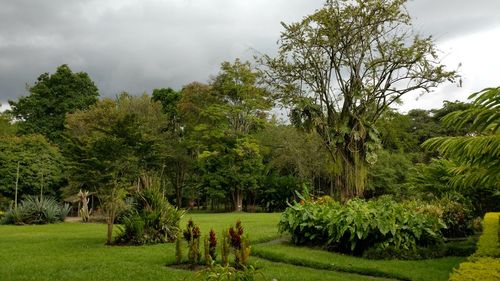 Trees on landscape against sky