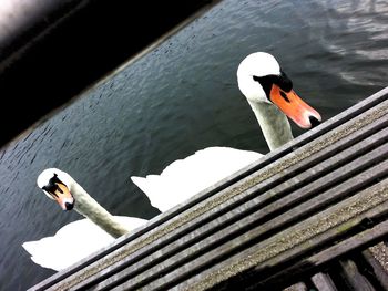 Close-up of birds