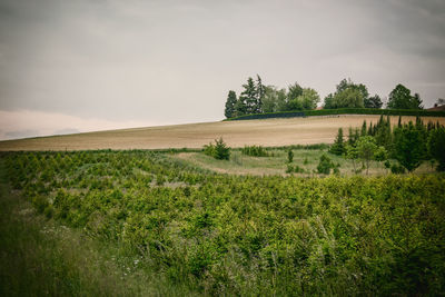Scenic view of grassy field against sky