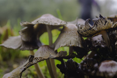 Close-up of mushrooms