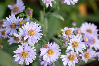 Close-up of purple flowering plants