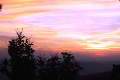 Trees at sunset