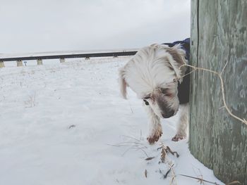 Dog standing on snow covered landscape