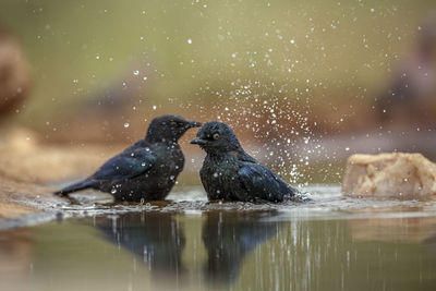 Close-up of bird in water