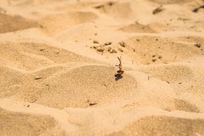 High angle view of crab on sand