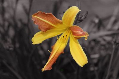 Close-up of day lily blooming outdoors