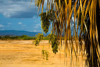 Plants growing on land against sky