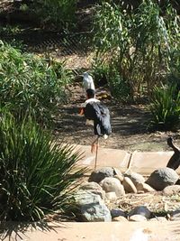 Gray heron on rock