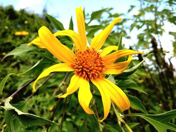 Close-up of yellow flower blooming outdoors