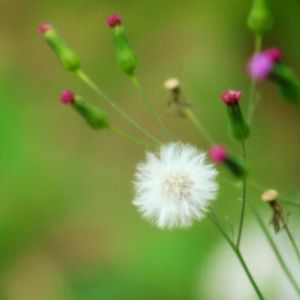 Close-up of pink flower blooming outdoors