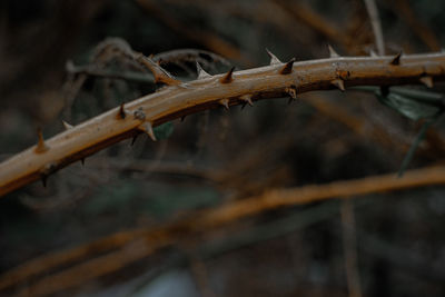 Close-up of barbed wire on fence