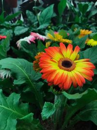 Close-up of red and yellow flowering plant