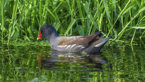 Common moorhen or swamp chicken, gallinula chloropus, floating on the water