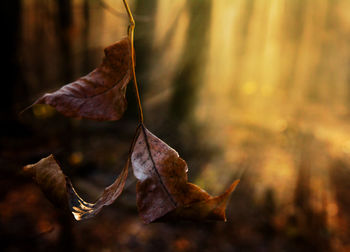 leaf