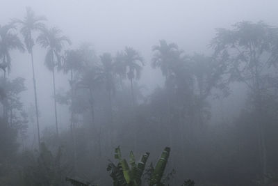 Scenic view of forest against sky