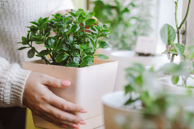 Woman holds pot with home plant in her hands. eco-friendly lifestyle. home gardening concept.