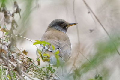 Close-up of bird perching on tree