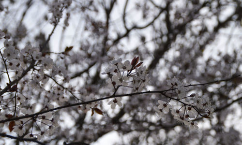 Close-up of flowers growing on tree