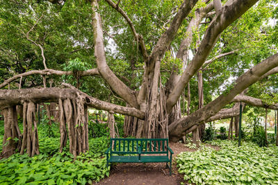 Empty bench against tree on field